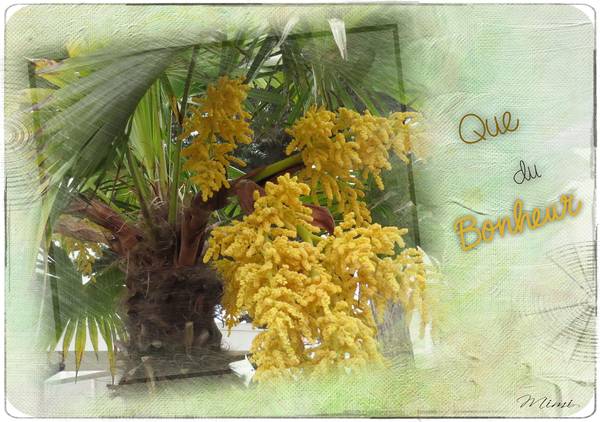 fleurs de palmier