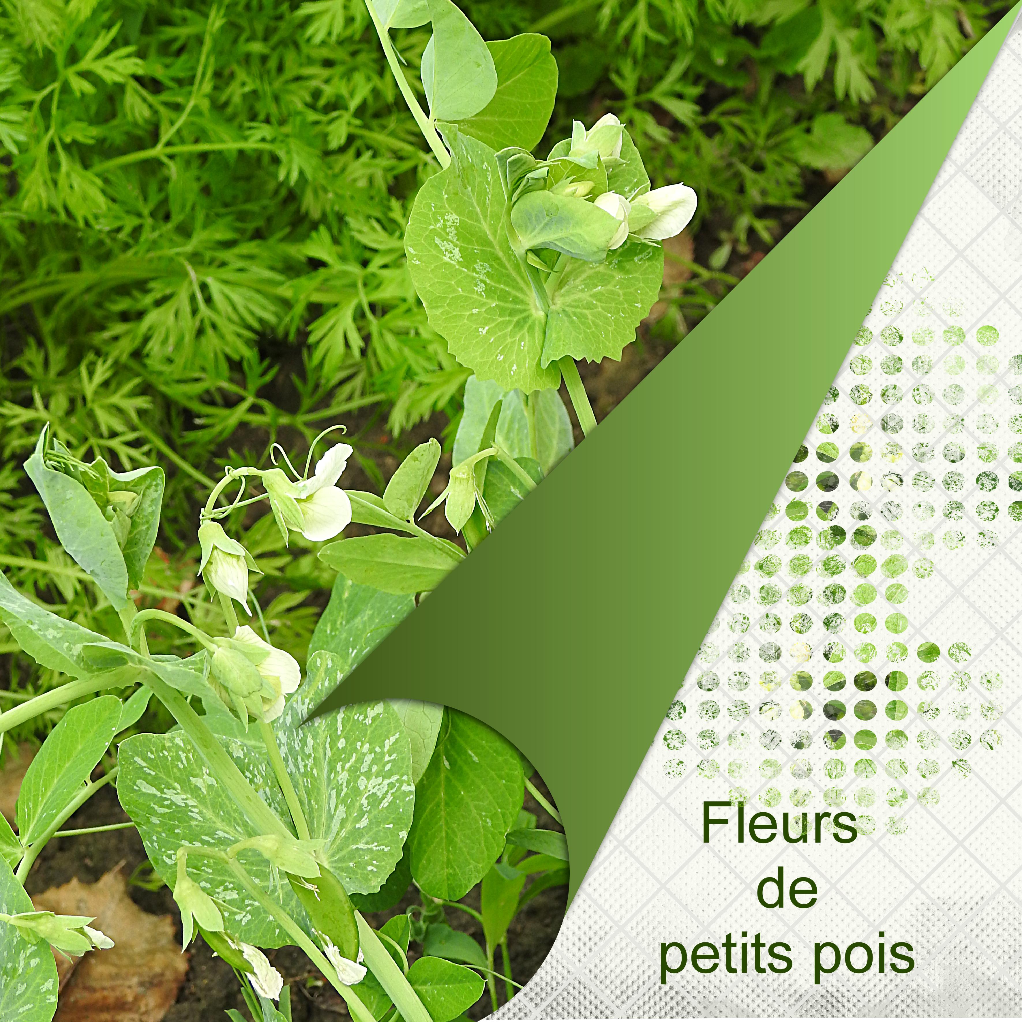 FLEURS DE PETITS POIS