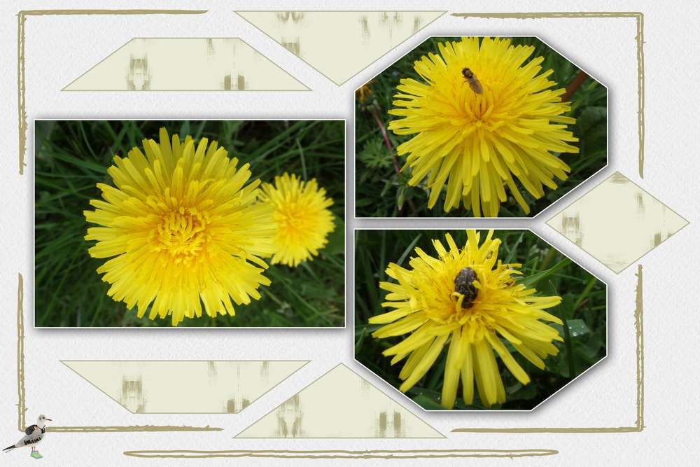 fleurs de pissenlits