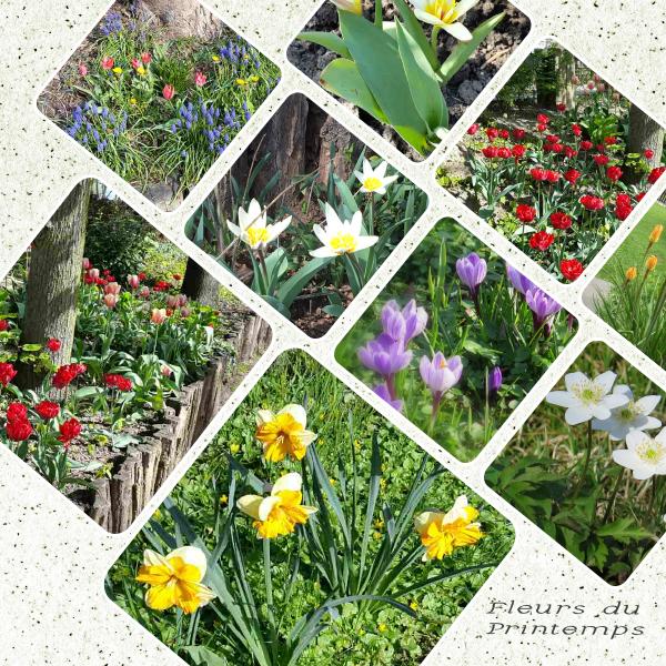 fleurs de printemps.jpg