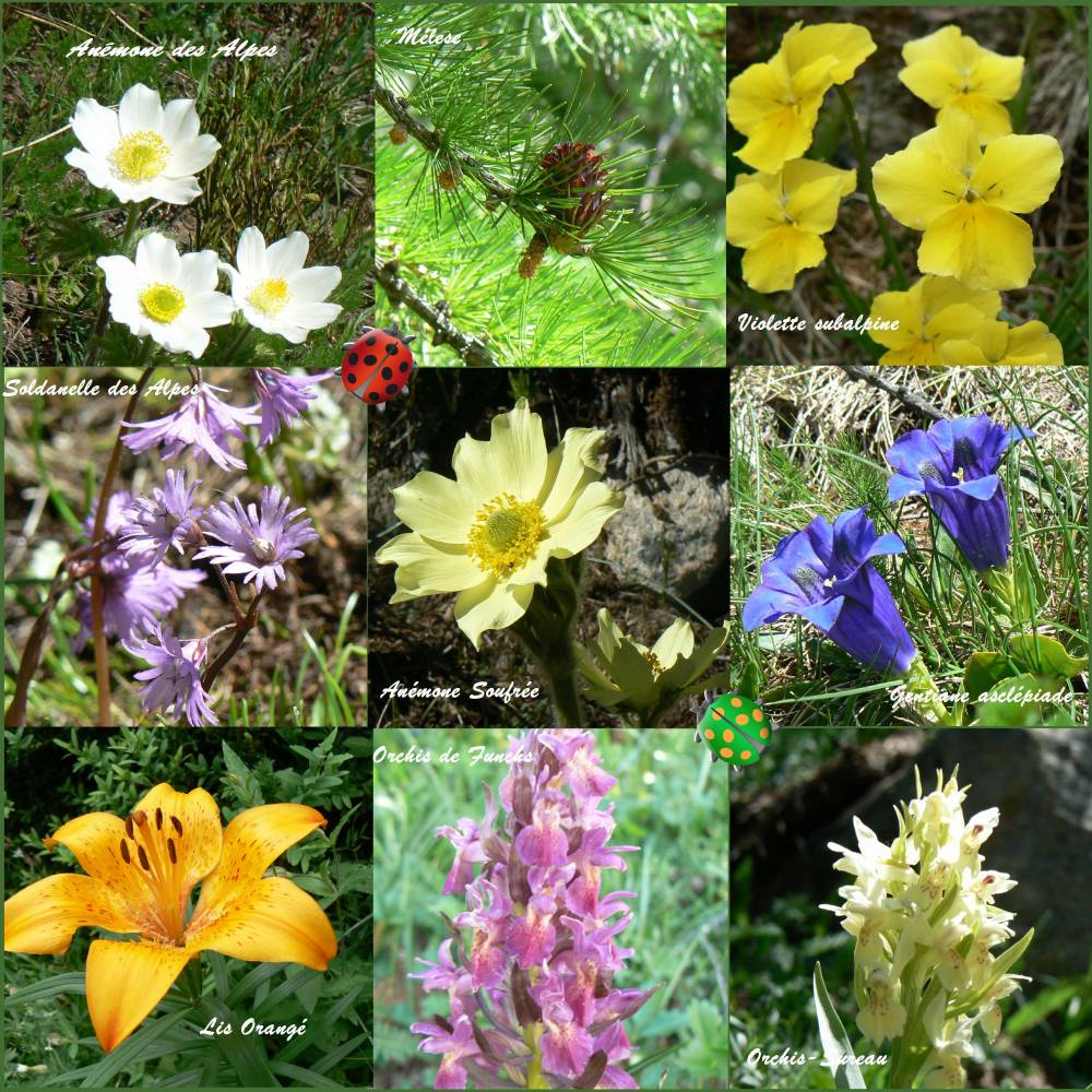 Fleurs des Alpes