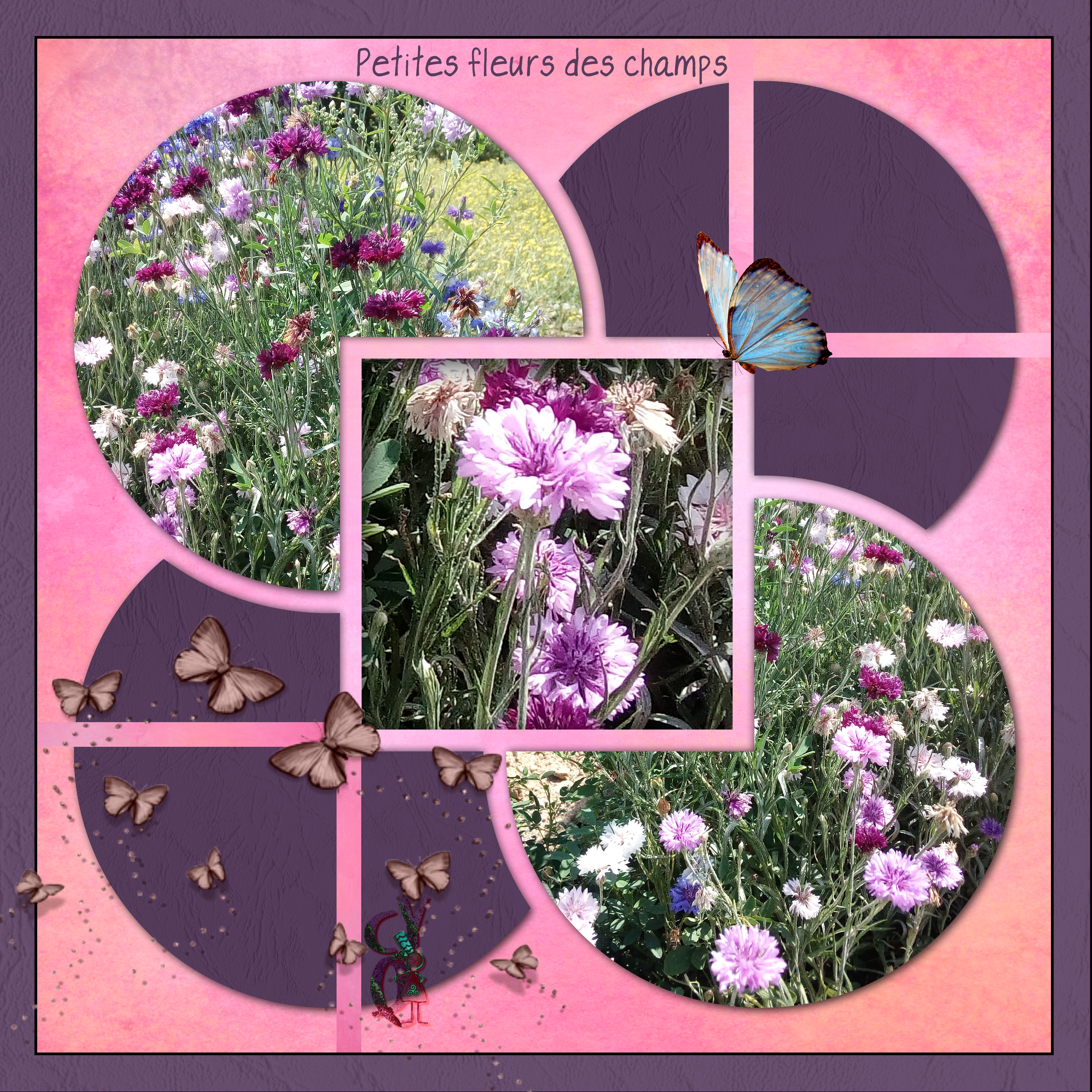 Fleurs des champs.jpg