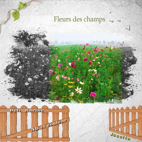 Fleurs des champs - NB et couleur