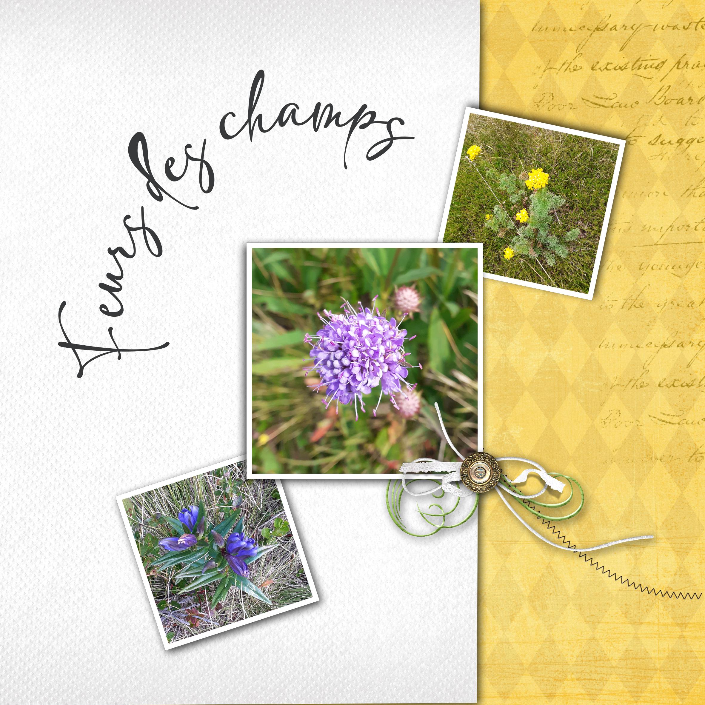 Fleurs des champs.................