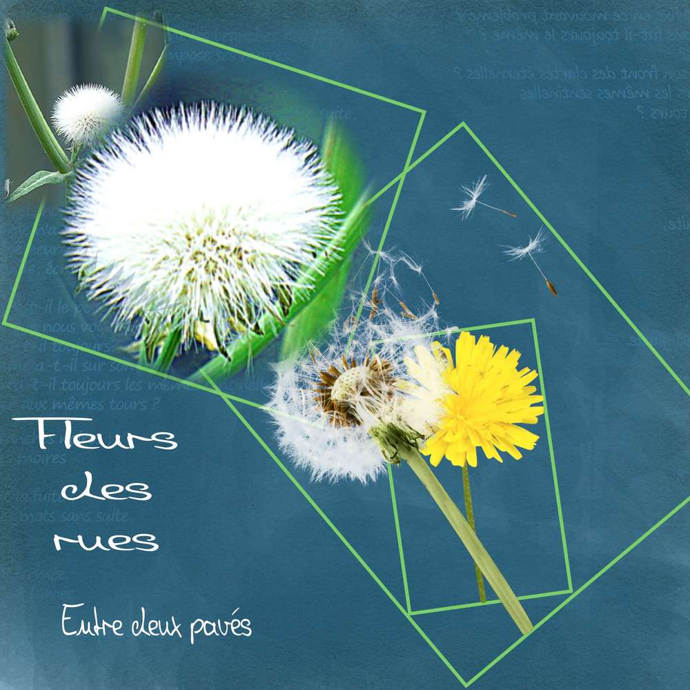 Fleurs des rues