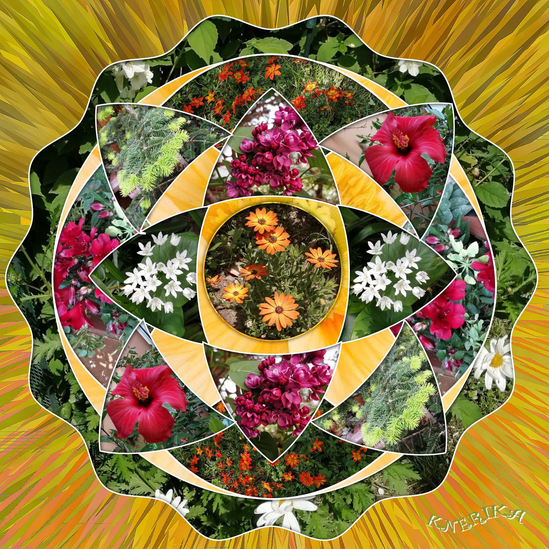 Fleurs du jardin_Anne Marie.jpg