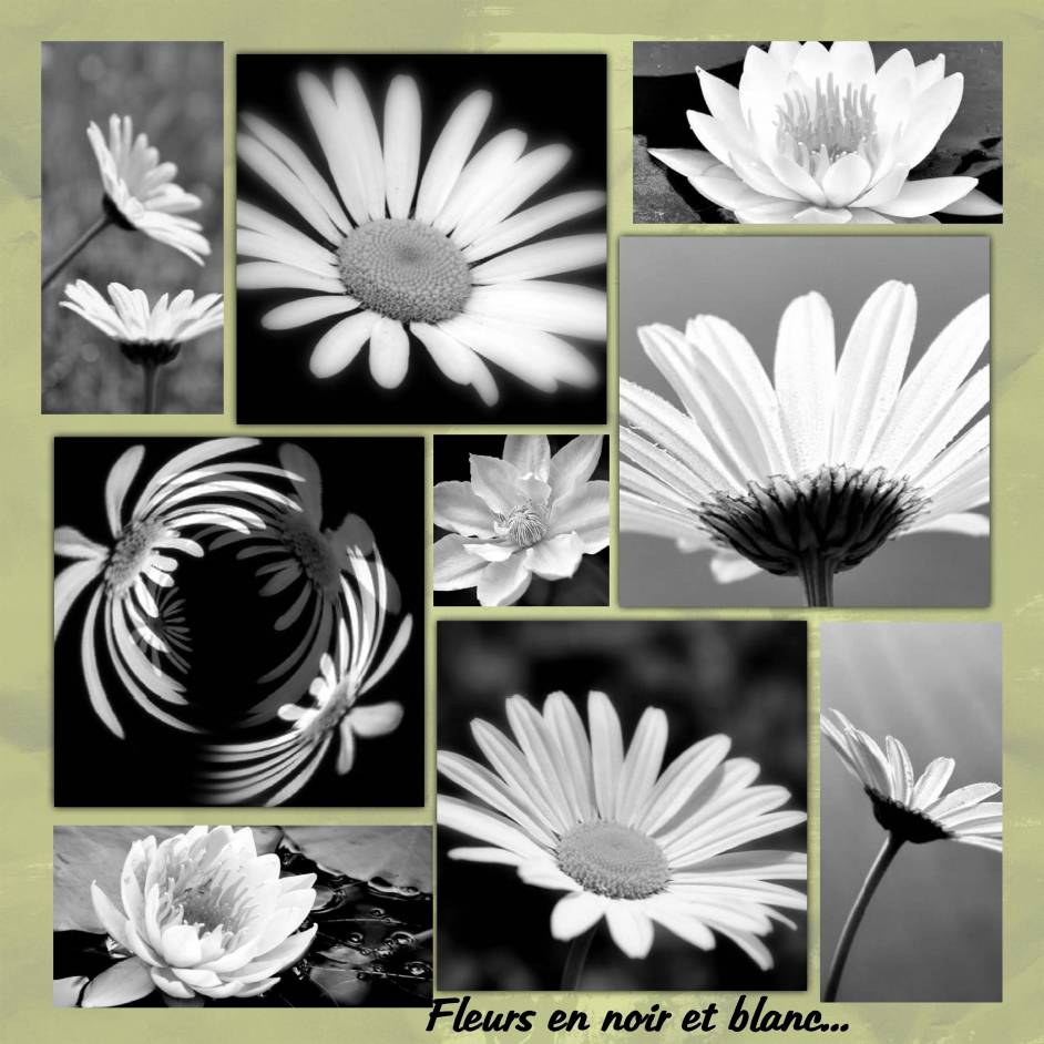 Fleurs en noir et blanc