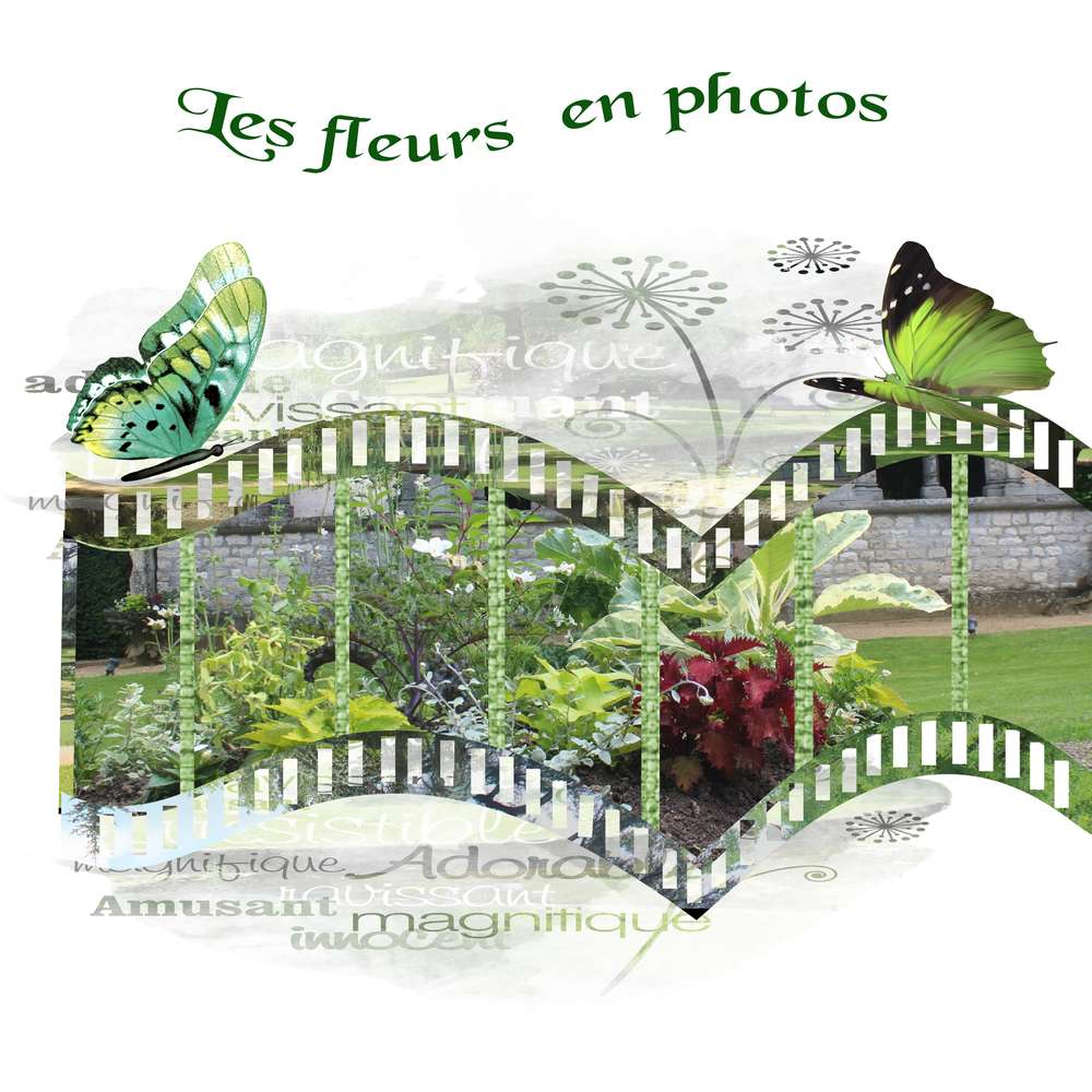 fleurs en photos