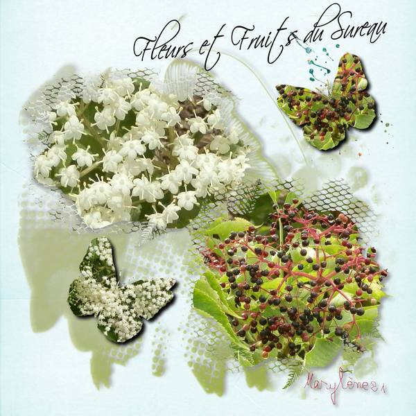 FLEURS ET FRUITS DU SUREAU