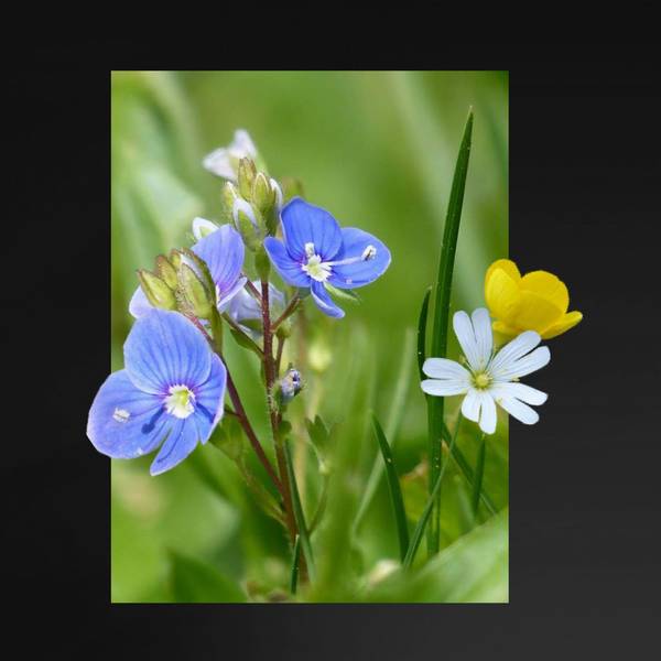 Fleurs hors cadre