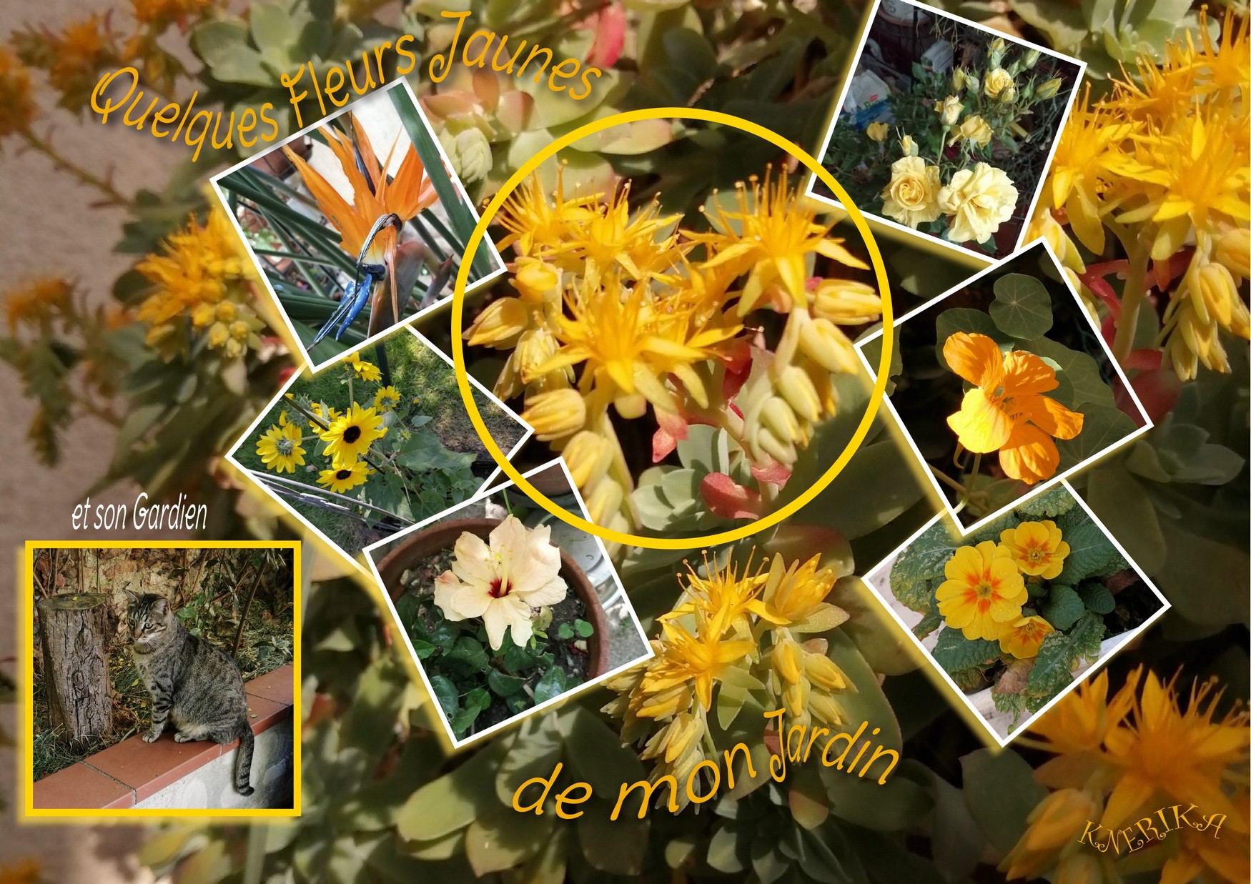 fleurs jaunes du jardin d'Anne Marie avec son gardien