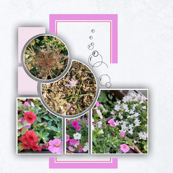 Fleurs (page 15).jpg