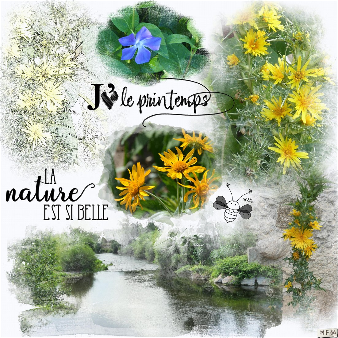 fleurs sauvages juin 2023.jpg