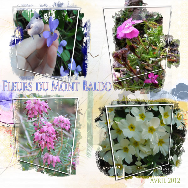 Fleurs sur le Mont Baldo