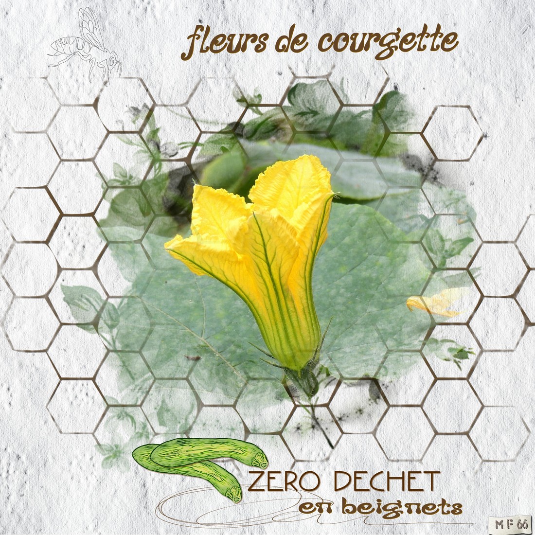 fleursdecourgette 1.jpg