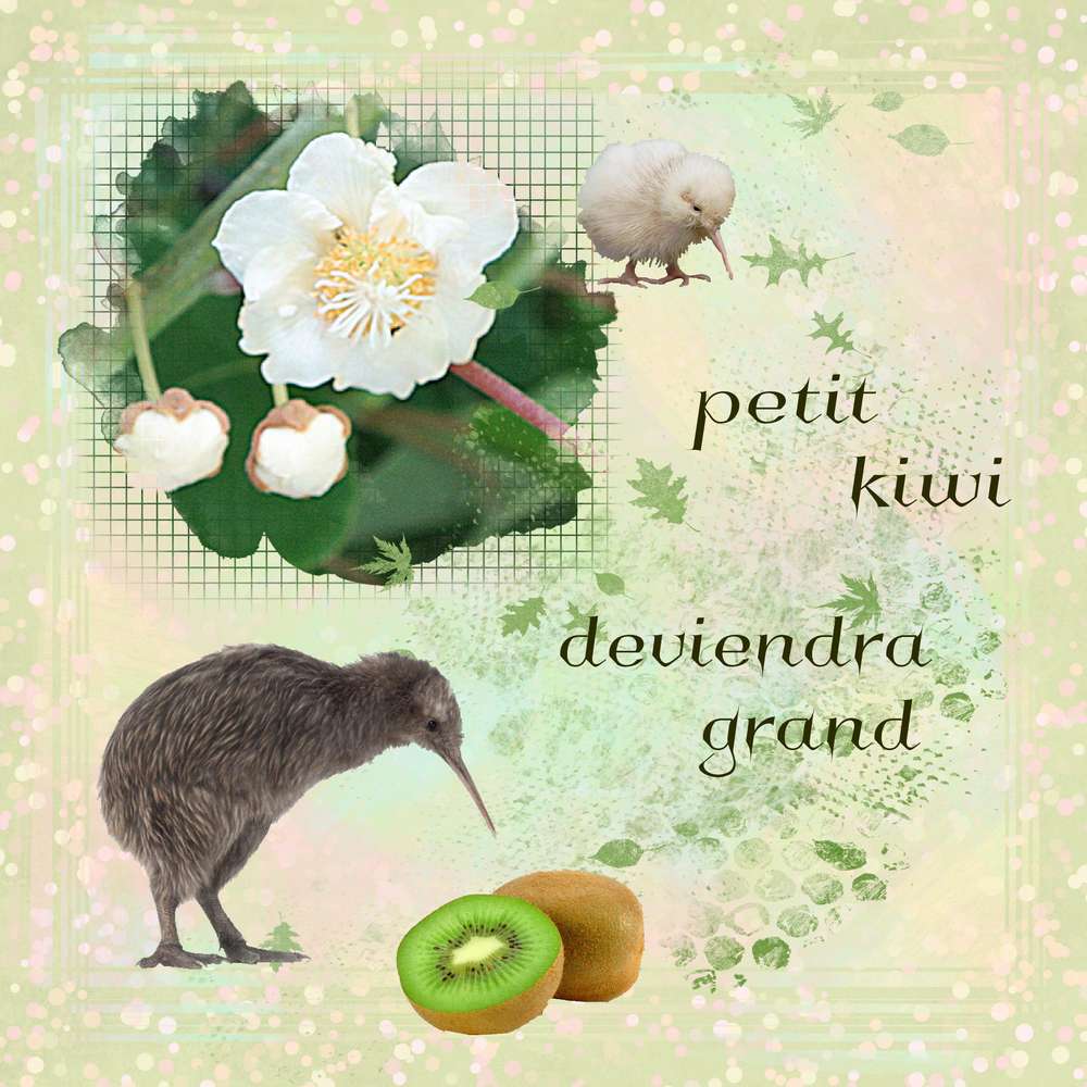 Fleusr de kiwis