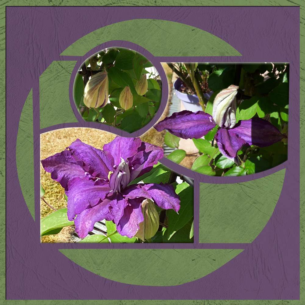 Floraison clématite