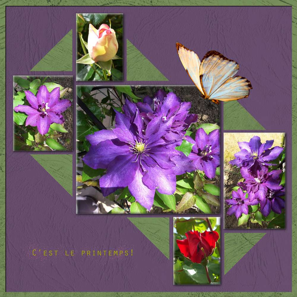 Floraison clématite