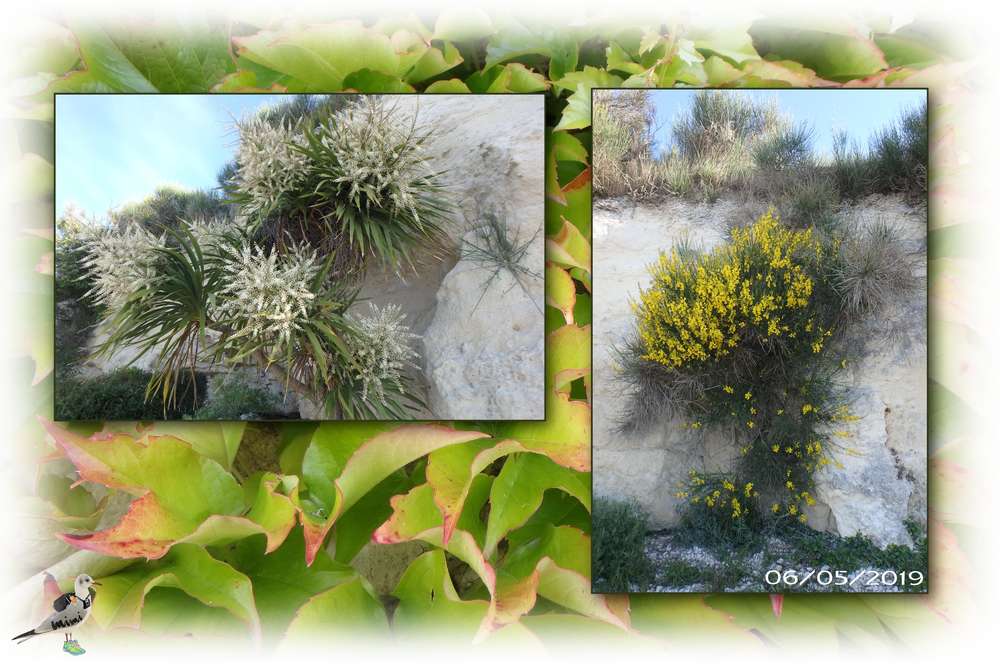 floraison de printemps