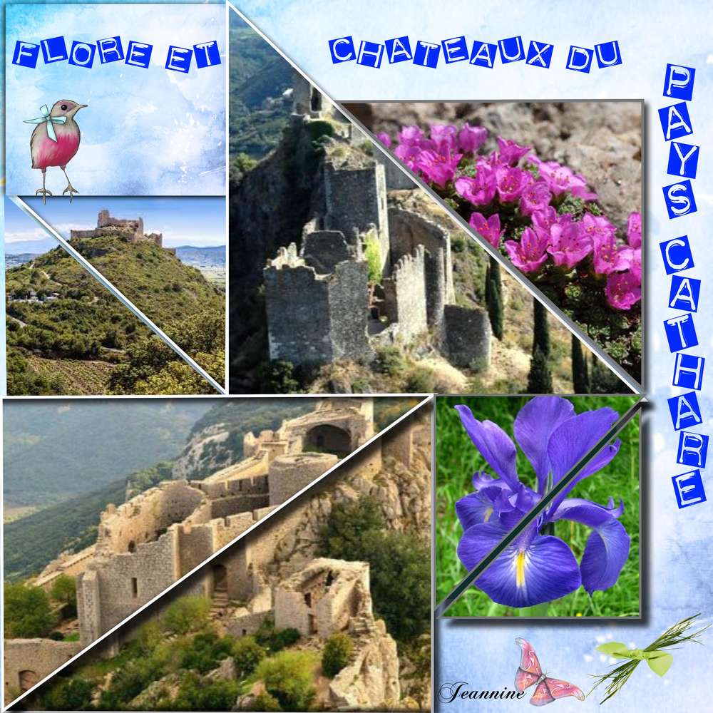 Flore_Chateau_Cathares_Jeannine