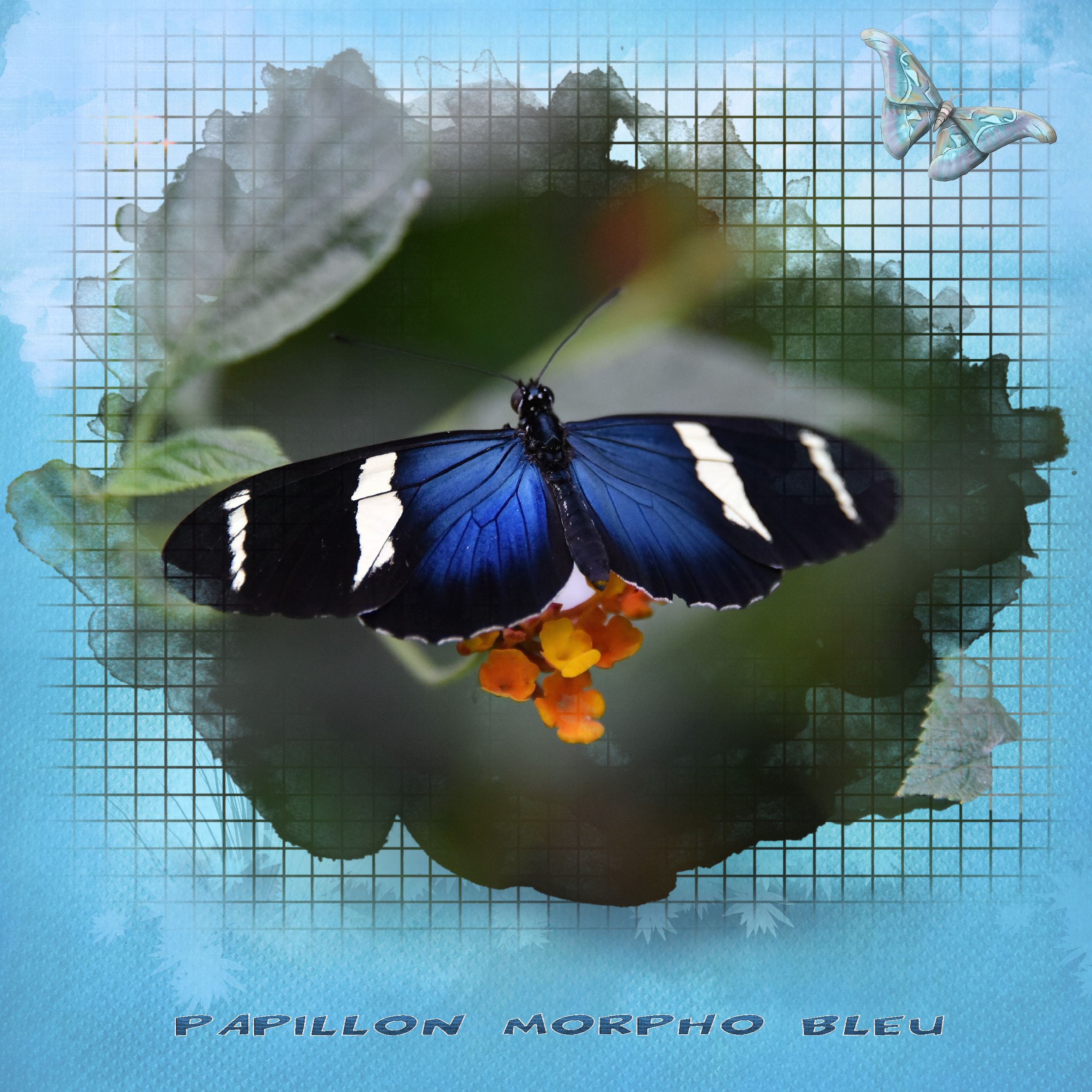 flou-papillon-bleu.jpg