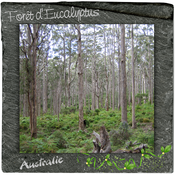 Foret eucalyptus