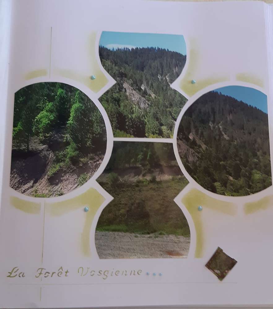 Forêt vosgienne