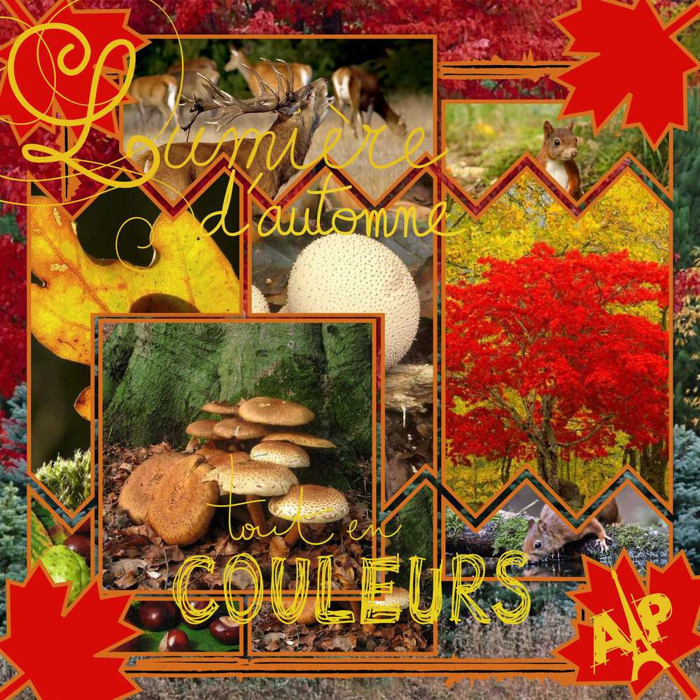 foret_en_Automne_2019