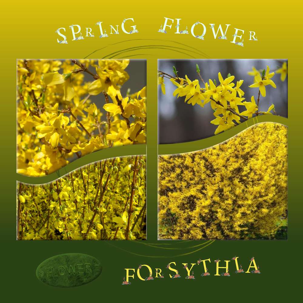 Forsythia