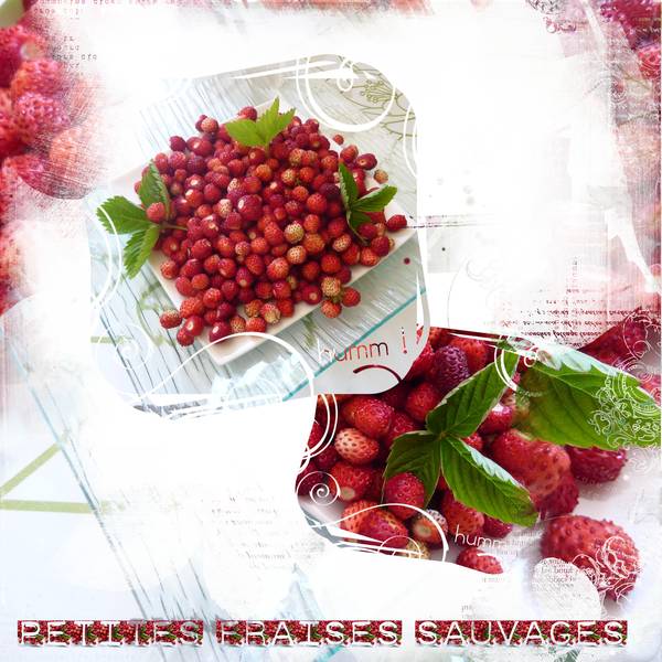 fraises sauvages
