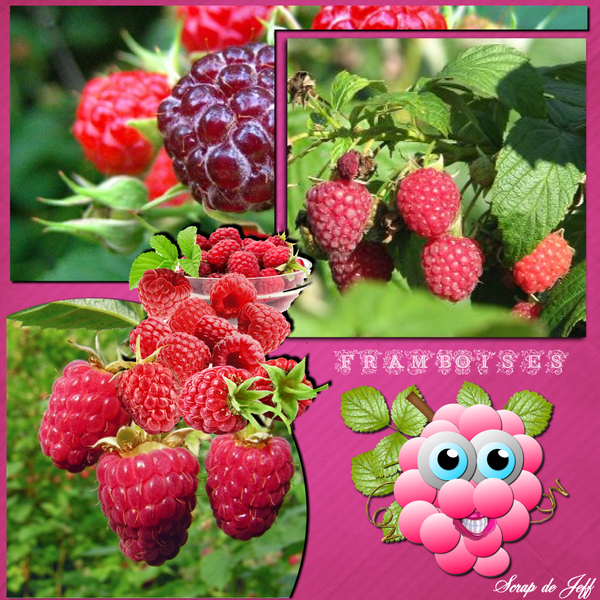 Framboises