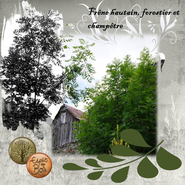 Frêne