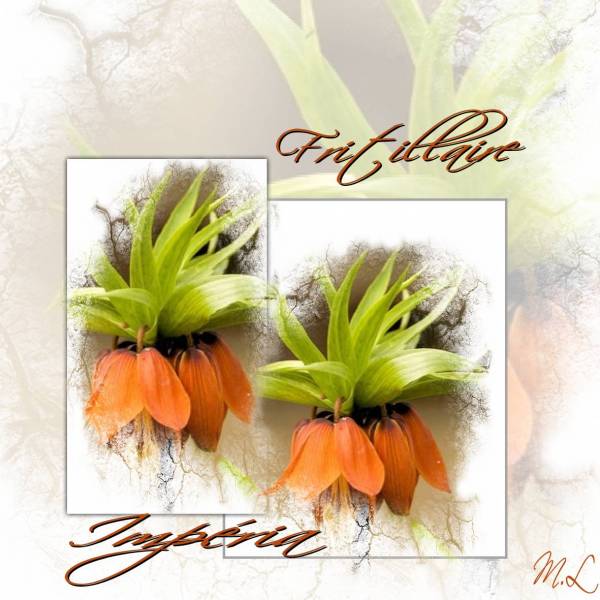 Fritillaire Impéria