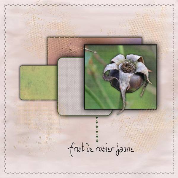 Fruit rosier