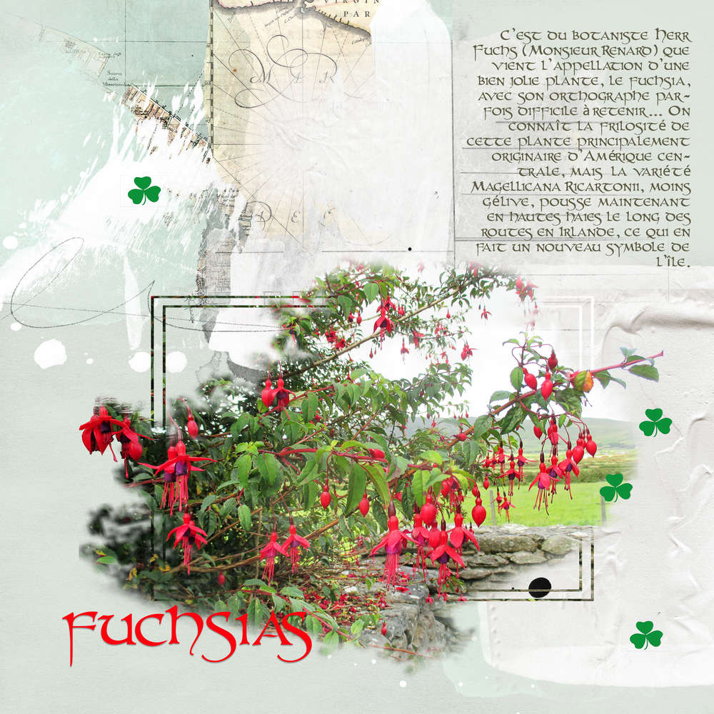 FUCHSIAS irlandais