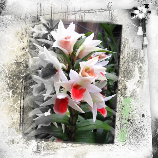 Fusionner_deux_photos