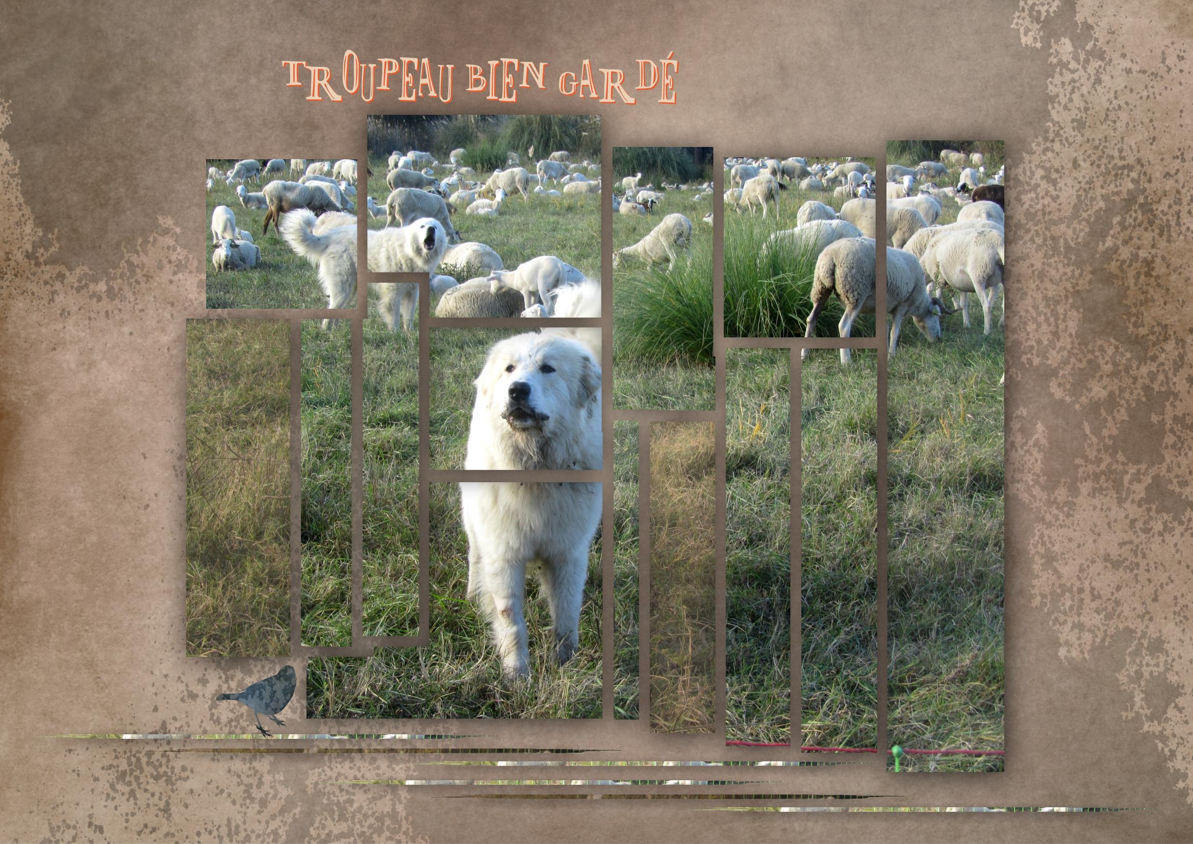 Gardiens de moutons.jpg