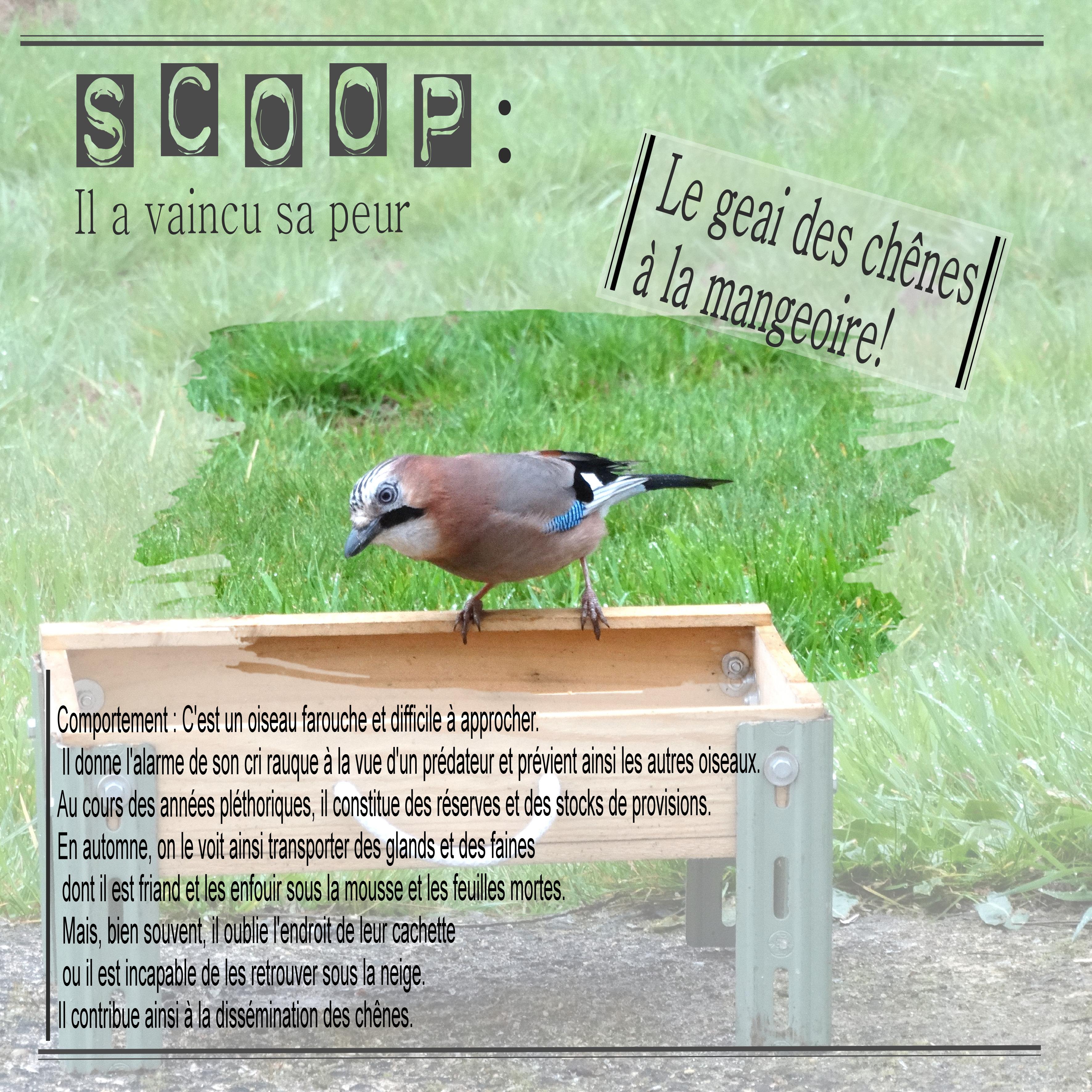 geai des chênes.jpg