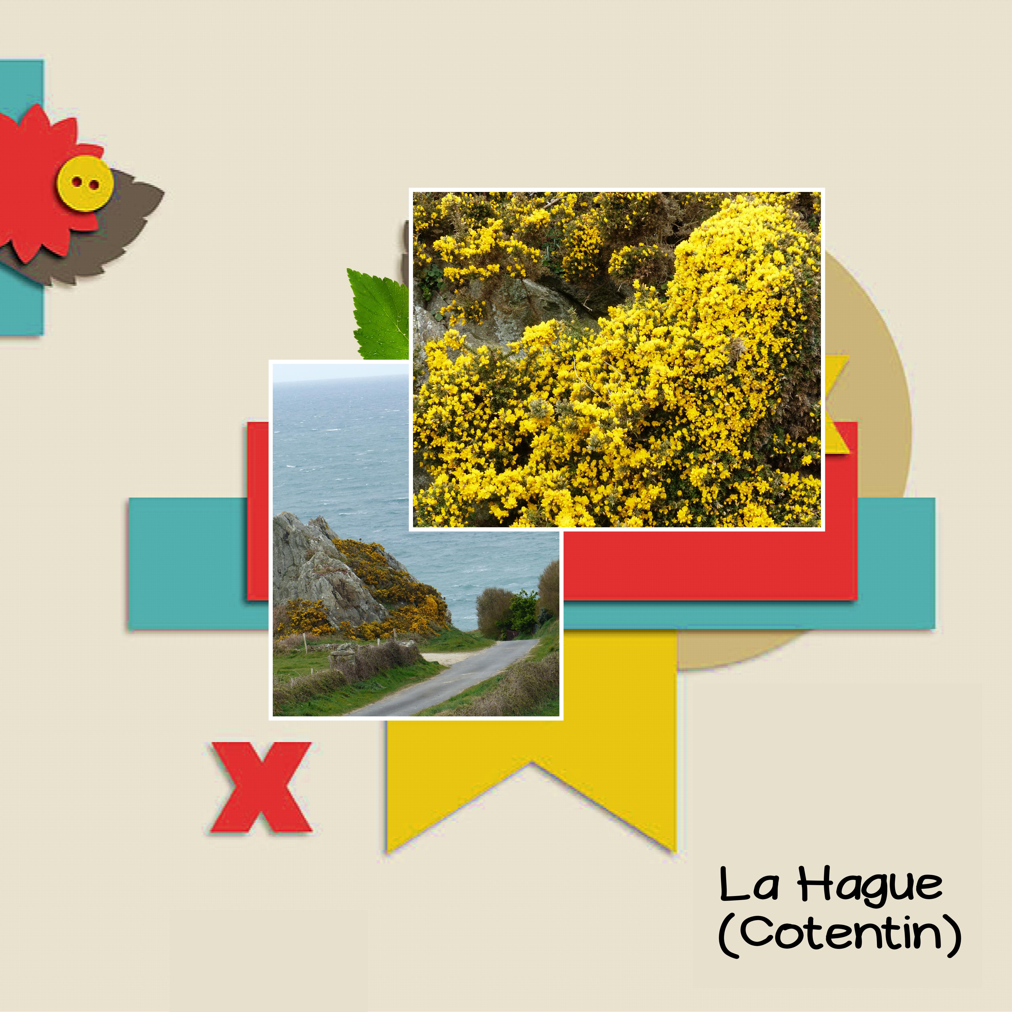 genêts dans la Hague.jpg