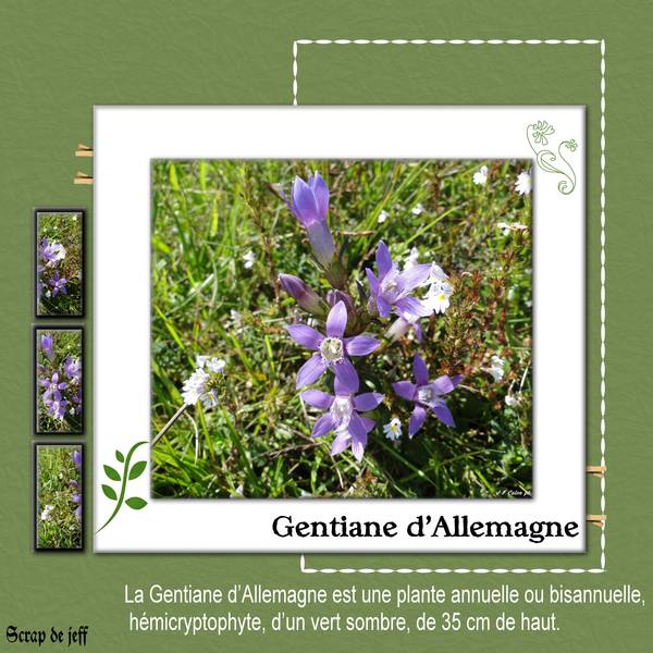 Gentiane d'Allemagne