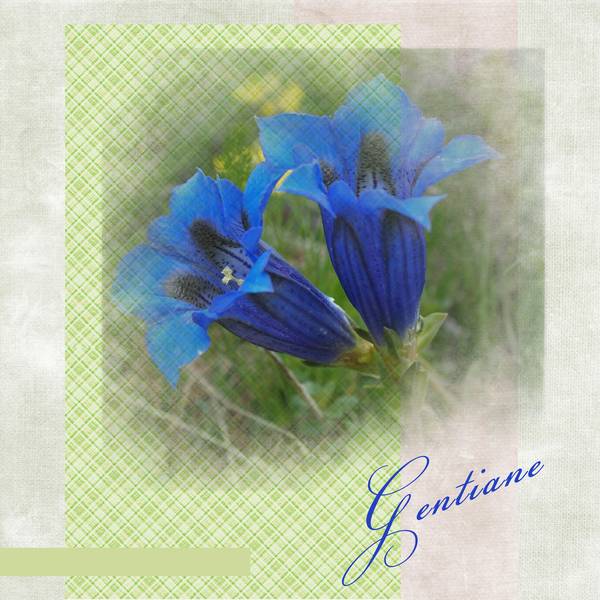 Gentiane
