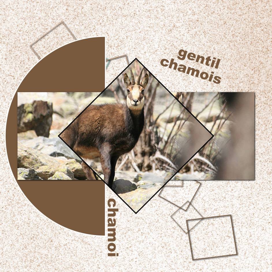 Gentil chamois