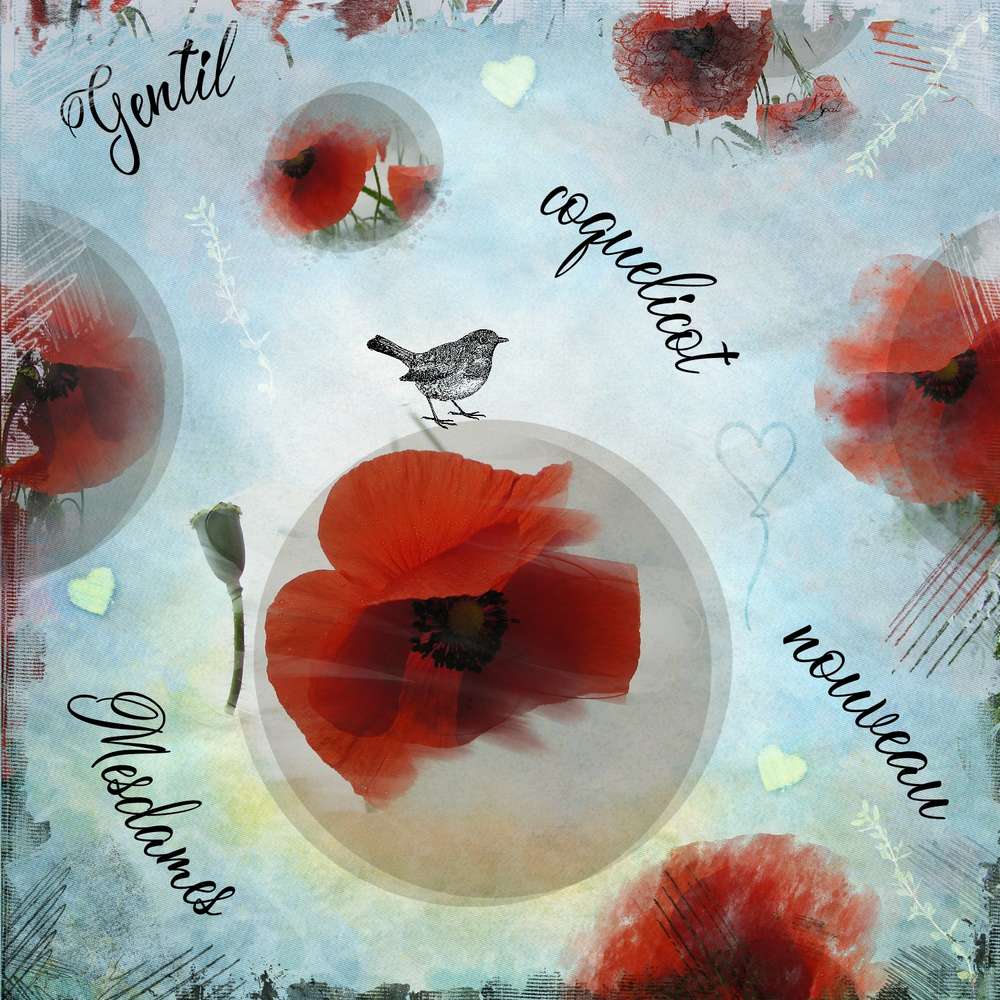 gentil coquelicot
