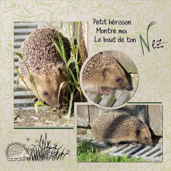 Gentil hérisson