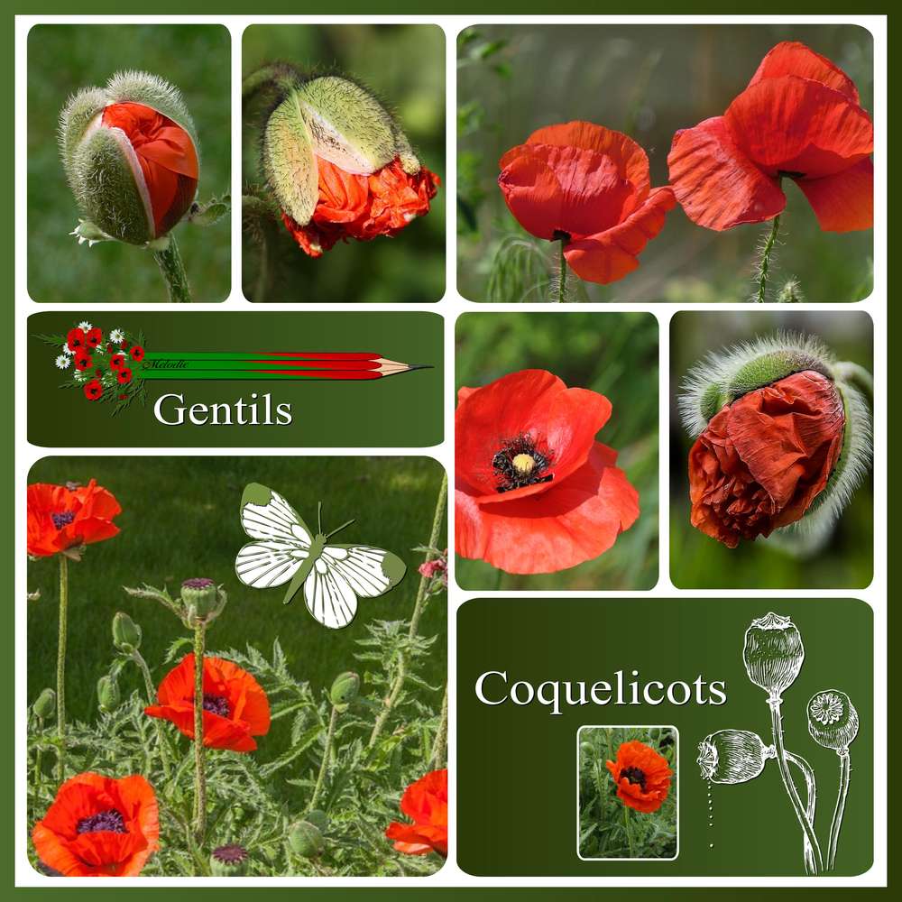 GENTILS COQUELICOTS