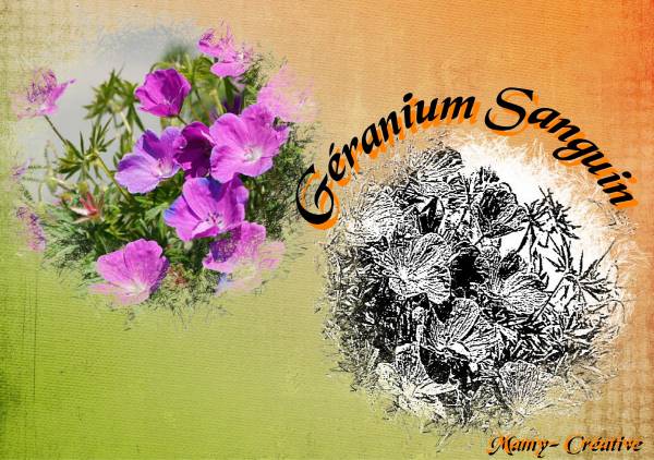 géranium sanguin
