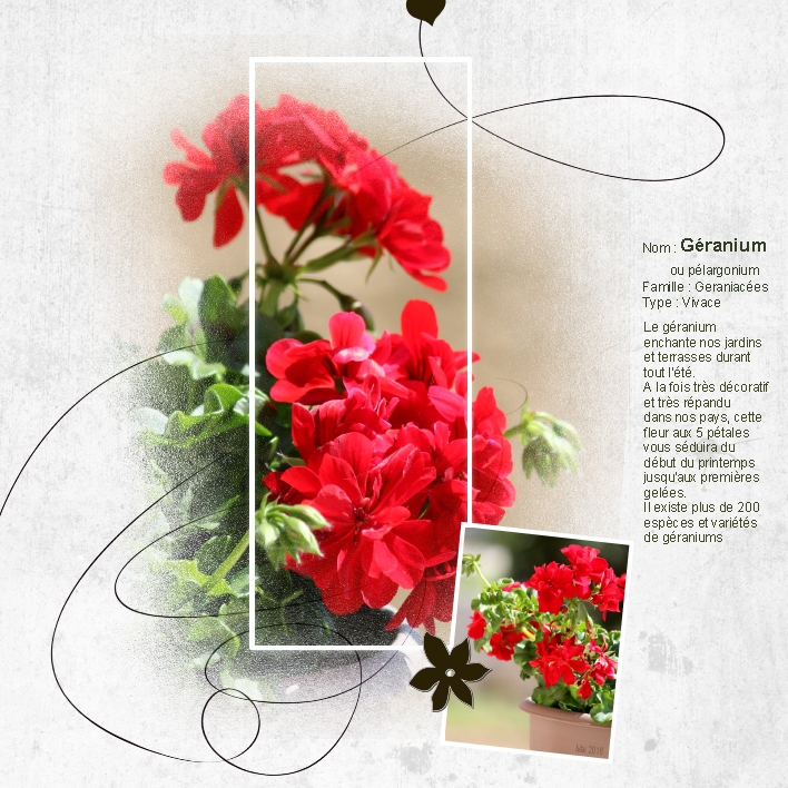Géranium