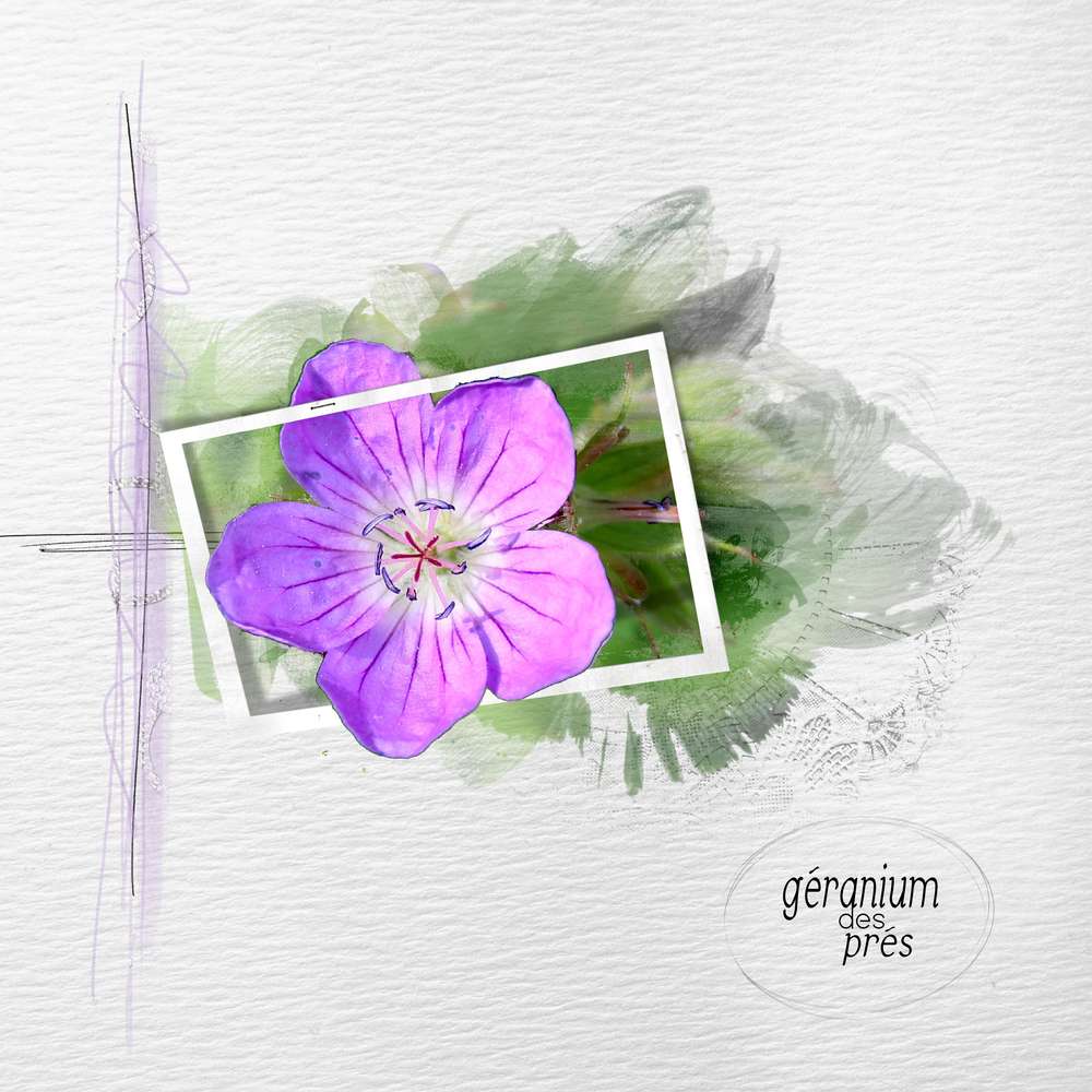 geranium