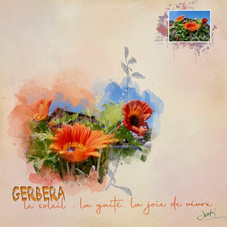 gerbera.jpg