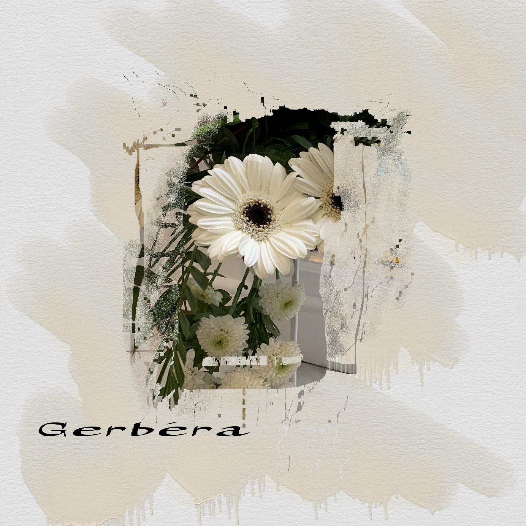 gerbéra.jpg